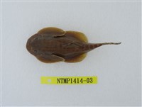 藏品(埔里中華爬岩鰍)的圖片